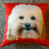 Single dog head on cushion with red background