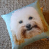 Dog Portrait on cushion with blue background sitting on a rug