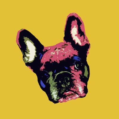 Pop Art Style image of a French Bulldogs face tilted left on English Mustard background